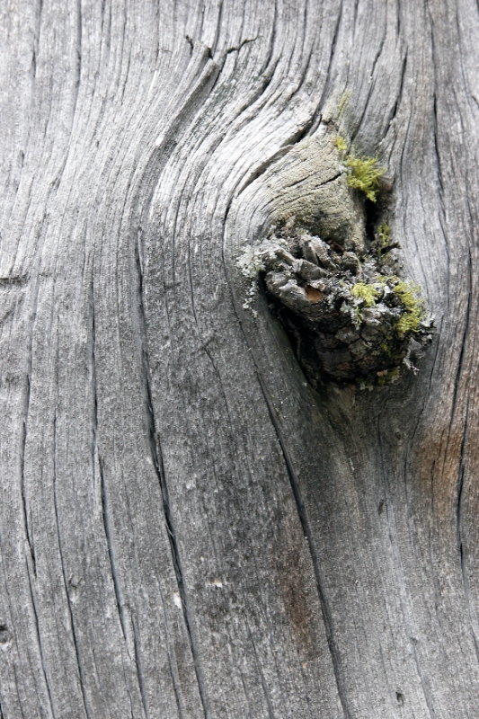 Gnarled trees, Aletsch Switzerland 1.jpg